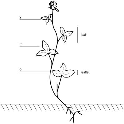 A Non-destructive Method to Quantify Leaf Starch Content in Red Clover